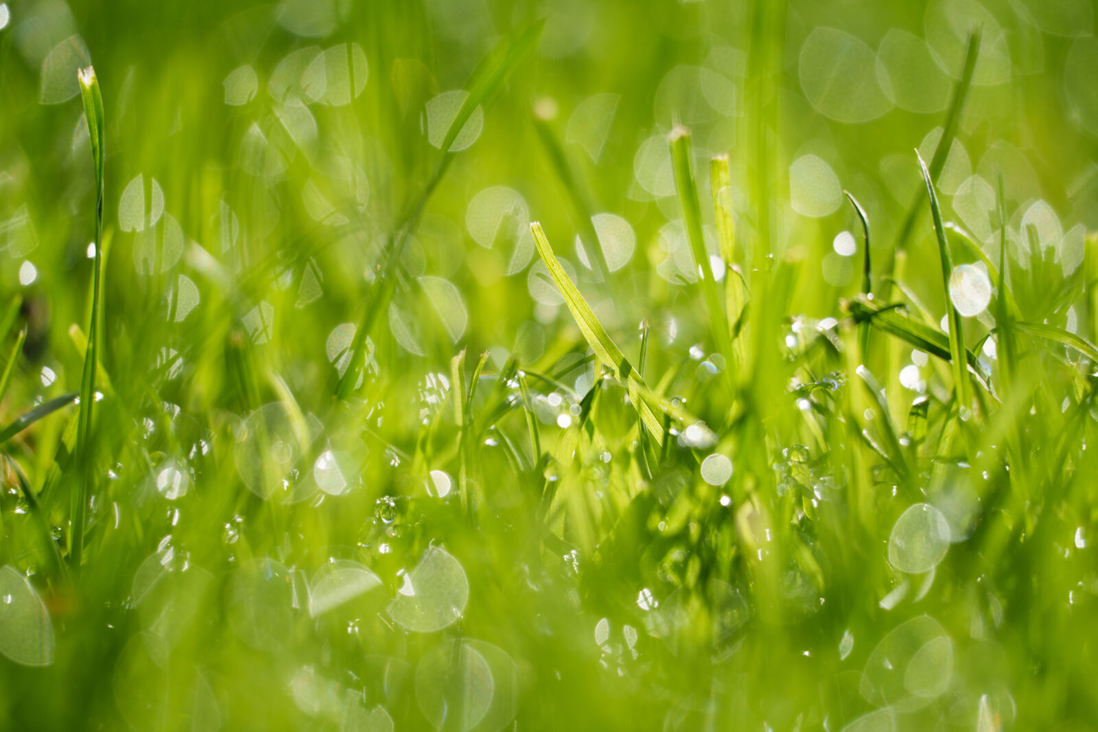 Tamron 50-300mm F4.5-6.3 Di III VC VXD sample photo. Grass bokeh photography
