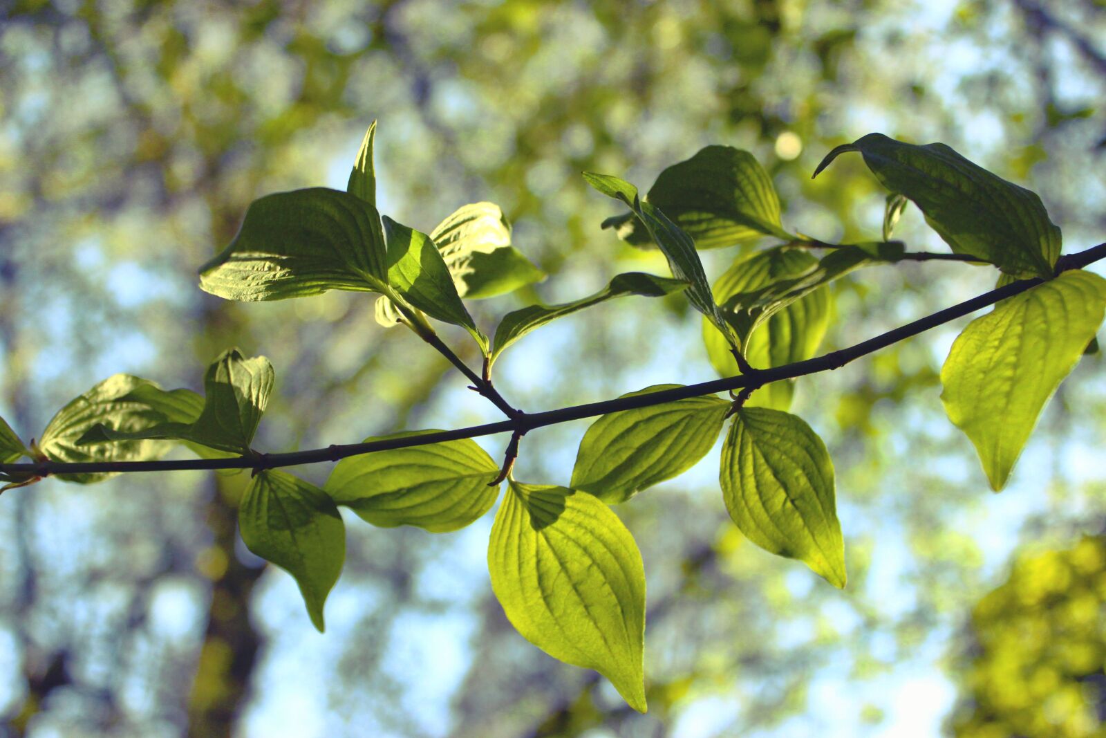 Canon EOS 600D (Rebel EOS T3i / EOS Kiss X5) sample photo. Leaves, foliage, nature photography