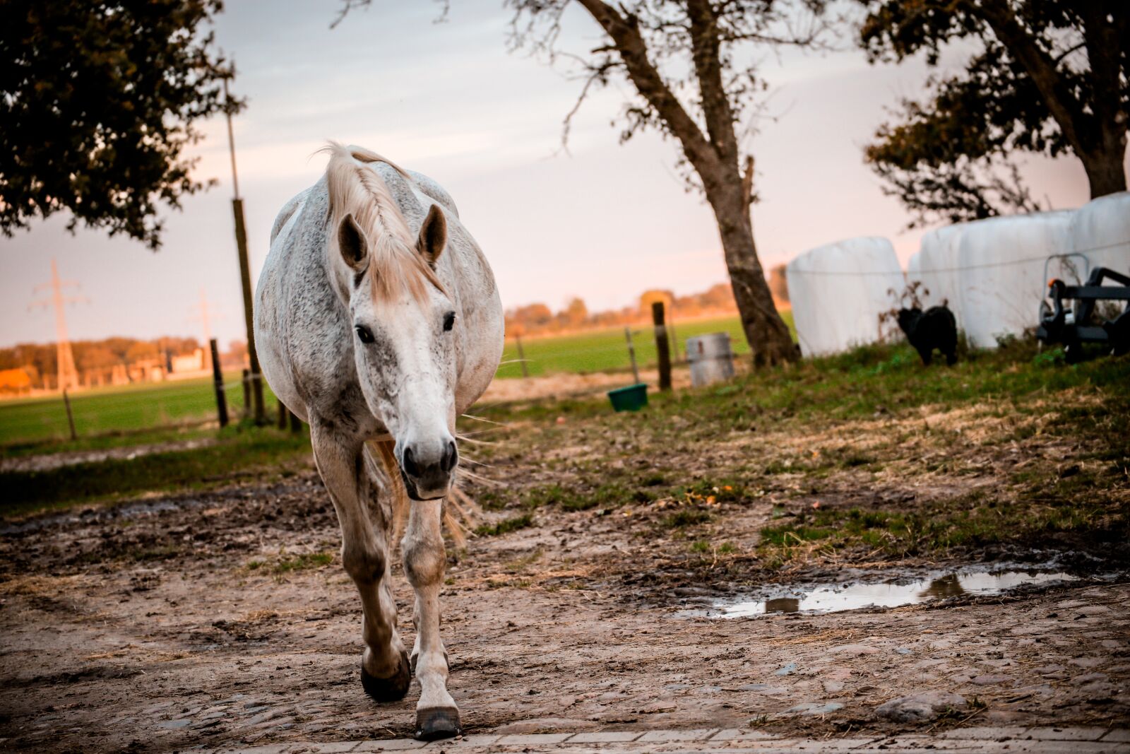 Canon EOS 5D Mark III sample photo. Animal, countryside, equine photography