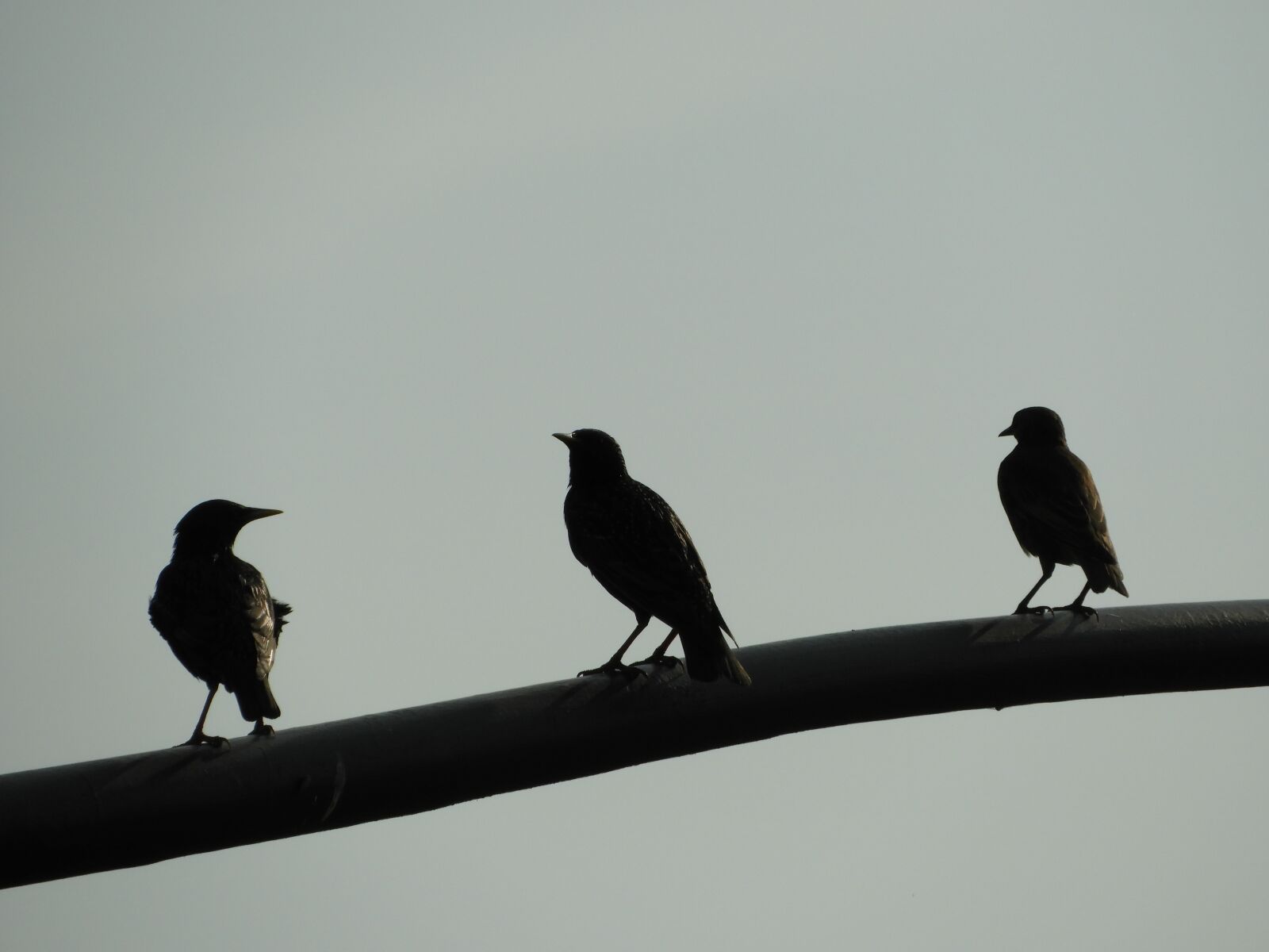 Nikon Coolpix B700 sample photo. Morning, birds, sunrise photography