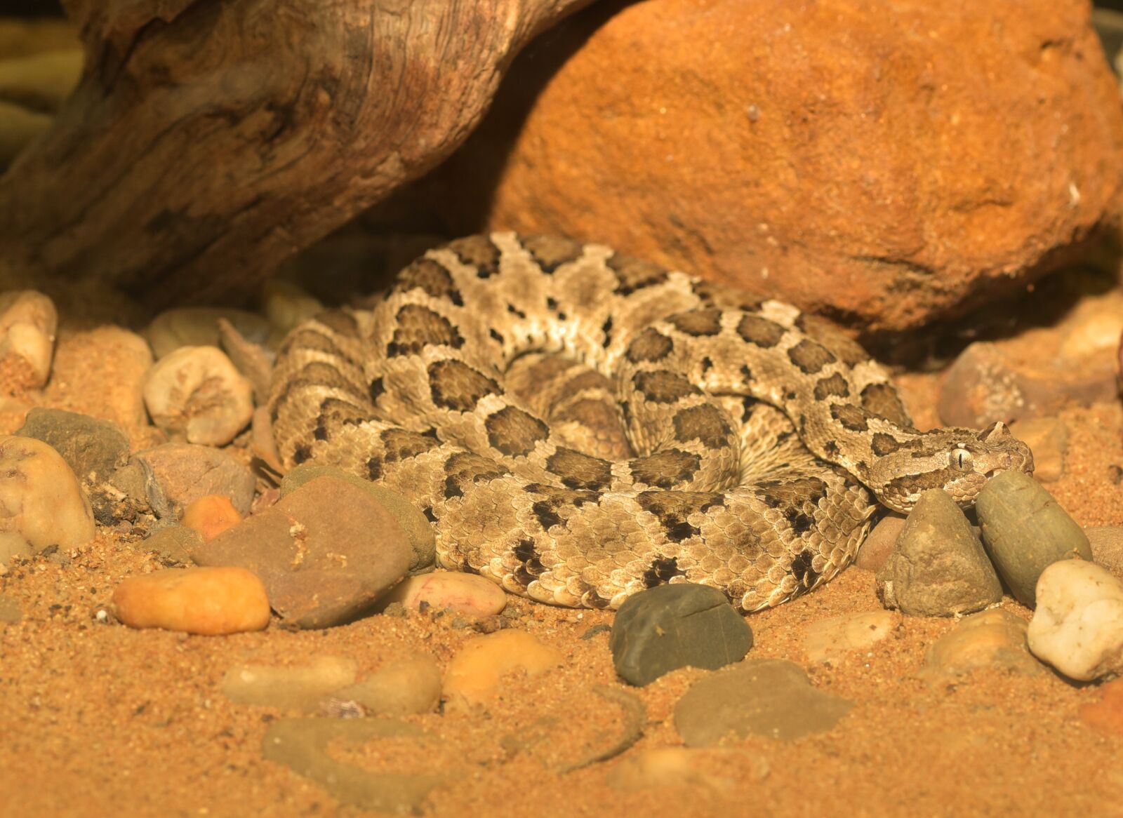 Nikon D750 sample photo. Snake, dwarf rattlesnake, small photography