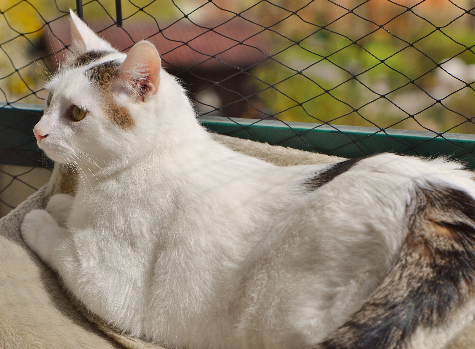 Nikon D3200 sample photo. Cat, domestic cat, white photography