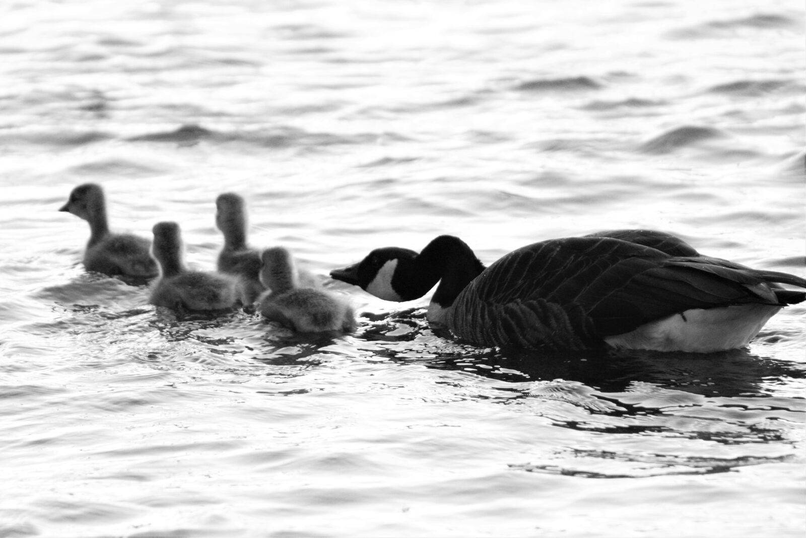 Canon EOS 1200D (EOS Rebel T5 / EOS Kiss X70 / EOS Hi) sample photo. Birds, bird wings, nature photography