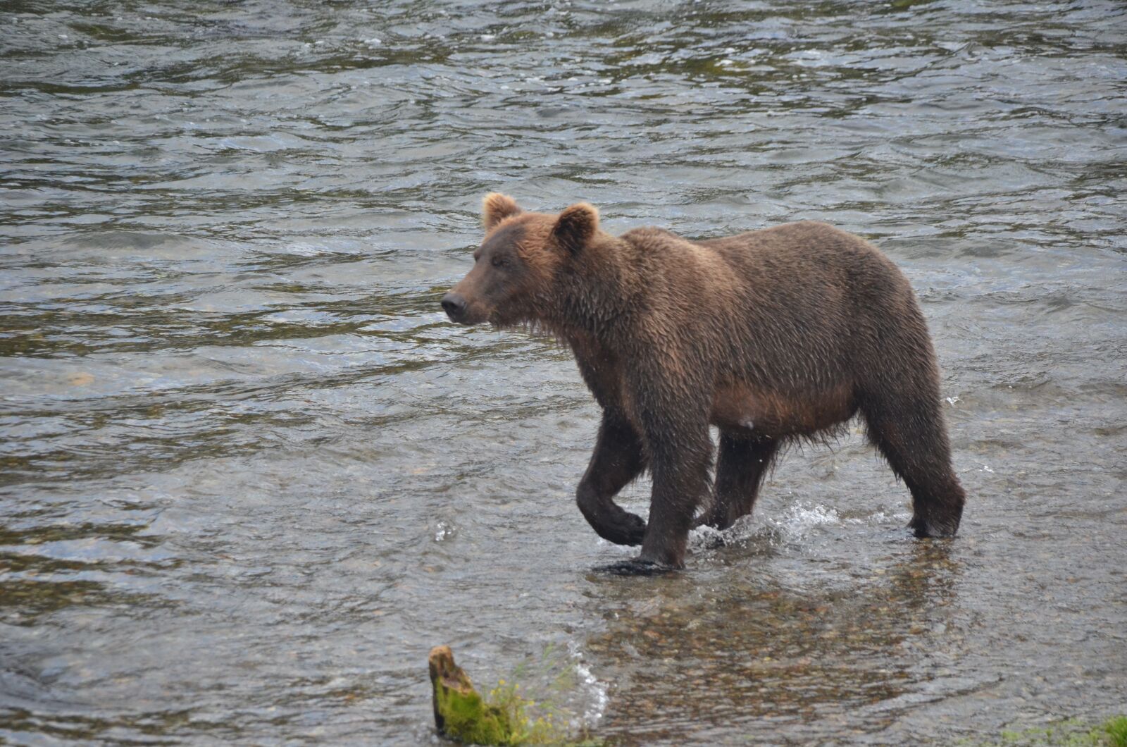 Nikon D7000 sample photo. Brooks fall, bear, alska photography