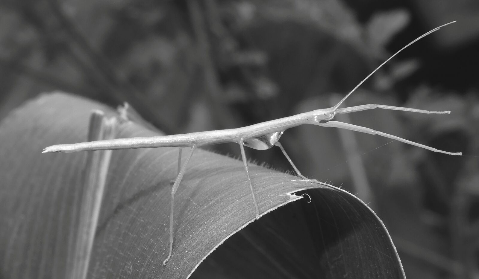 Nikon Coolpix B700 sample photo. Macro, stick insect, insect photography