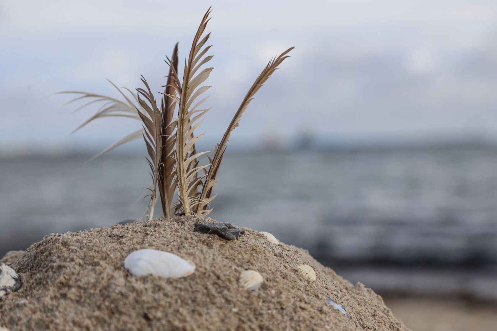 Canon EOS 6D + Canon EF 24-105mm F4L IS USM sample photo. Beach, sandburg, feather photography
