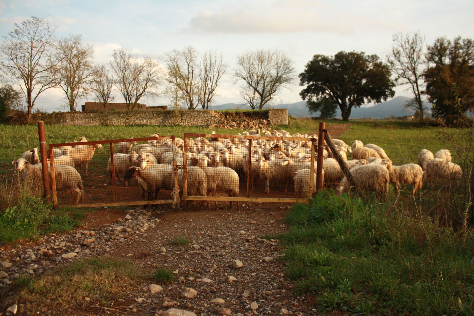 Canon EOS 1000D (EOS Digital Rebel XS / EOS Kiss F) sample photo. Nature, sheep, flock photography