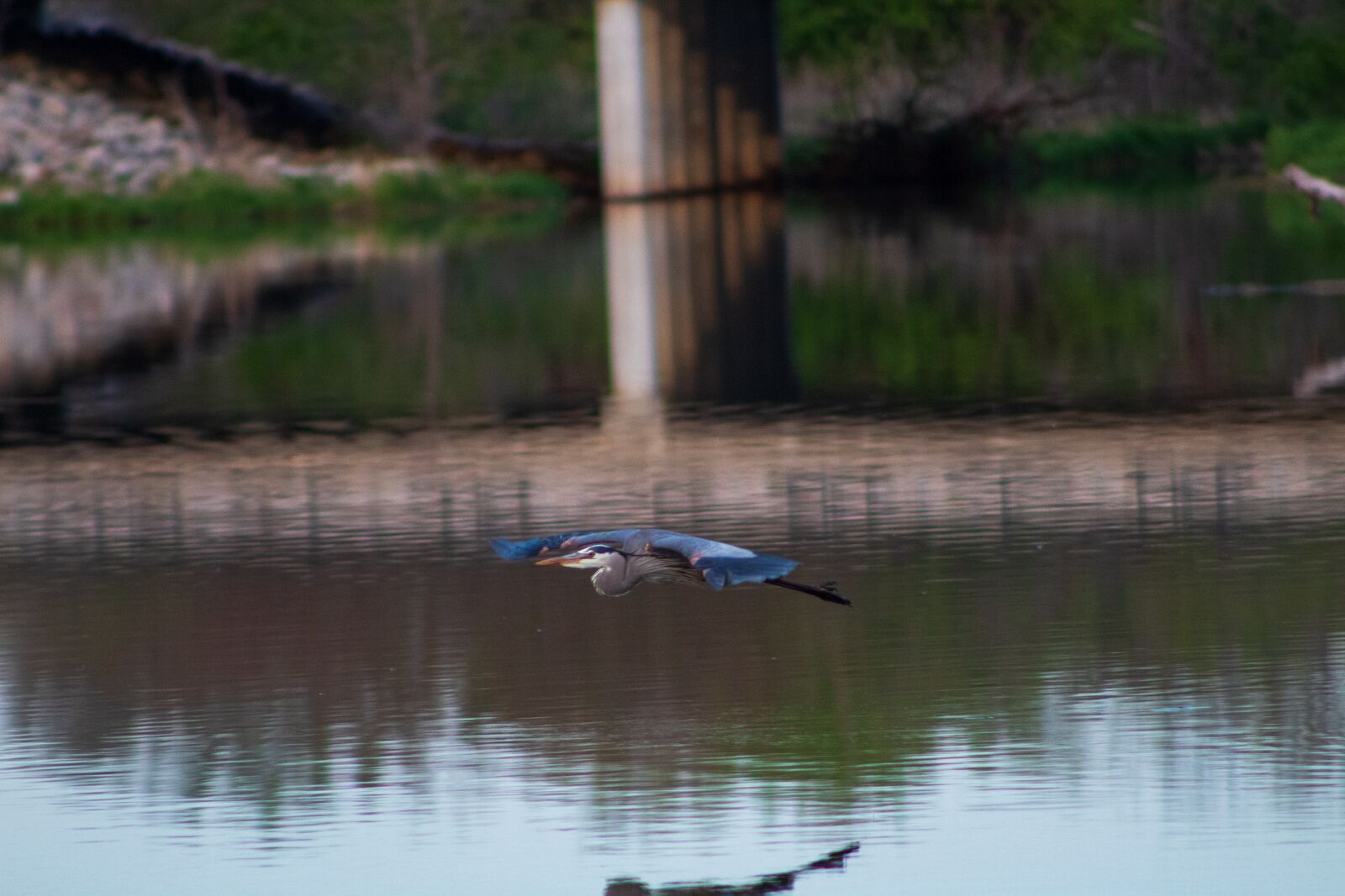 Canon EF75-300mm f/4-5.6 sample photo. Heron, blue heron, wildlife photography
