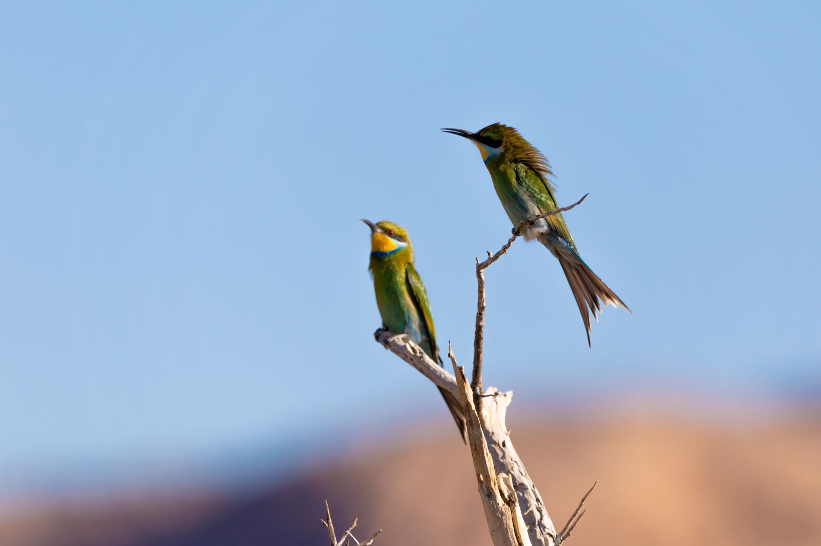 150-600mm F5-6.3 DG OS HSM | Contemporary 015 sample photo. European bee eater, bird photography
