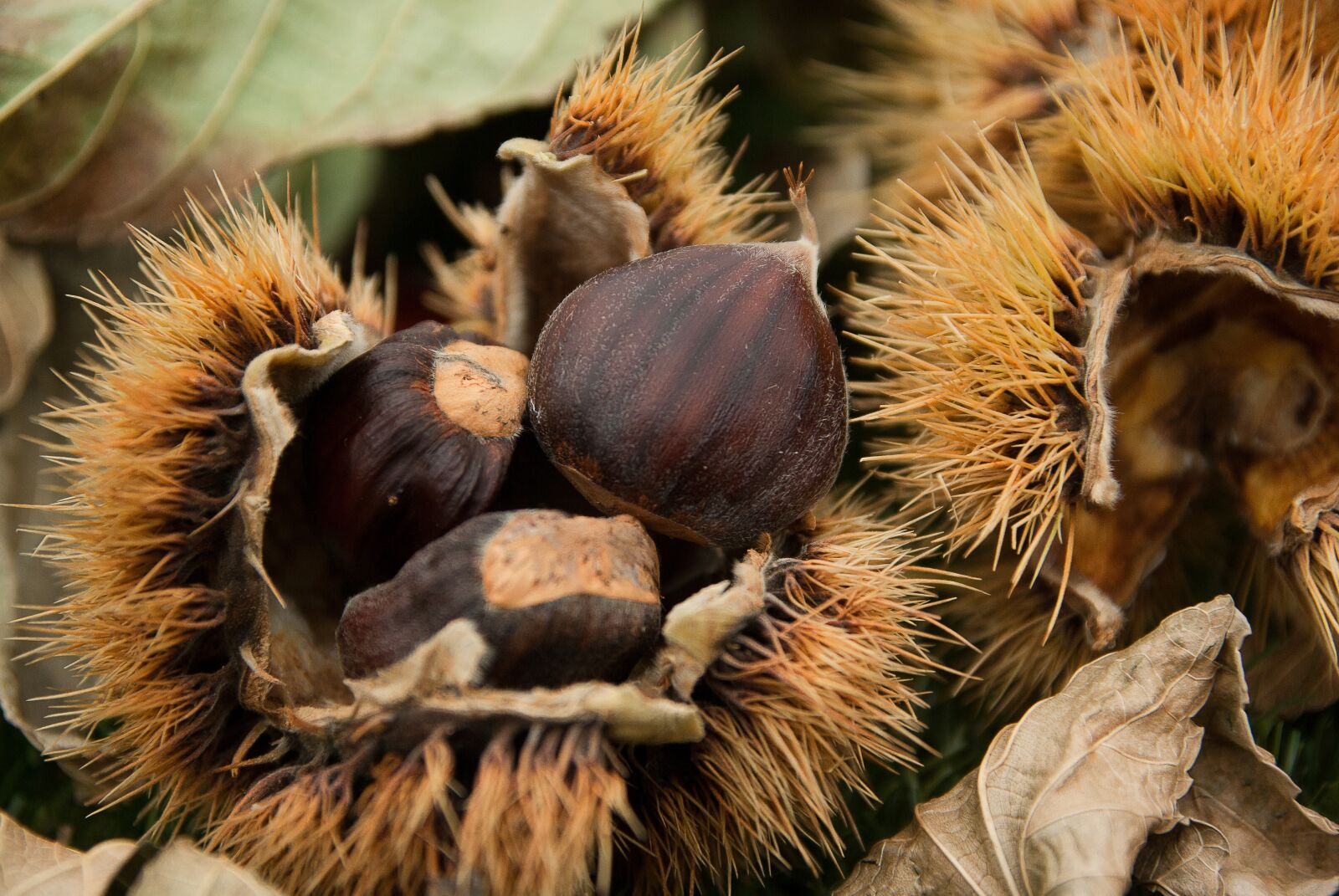 Pentax K10D sample photo. Chestnuts, quills, chestnut photography