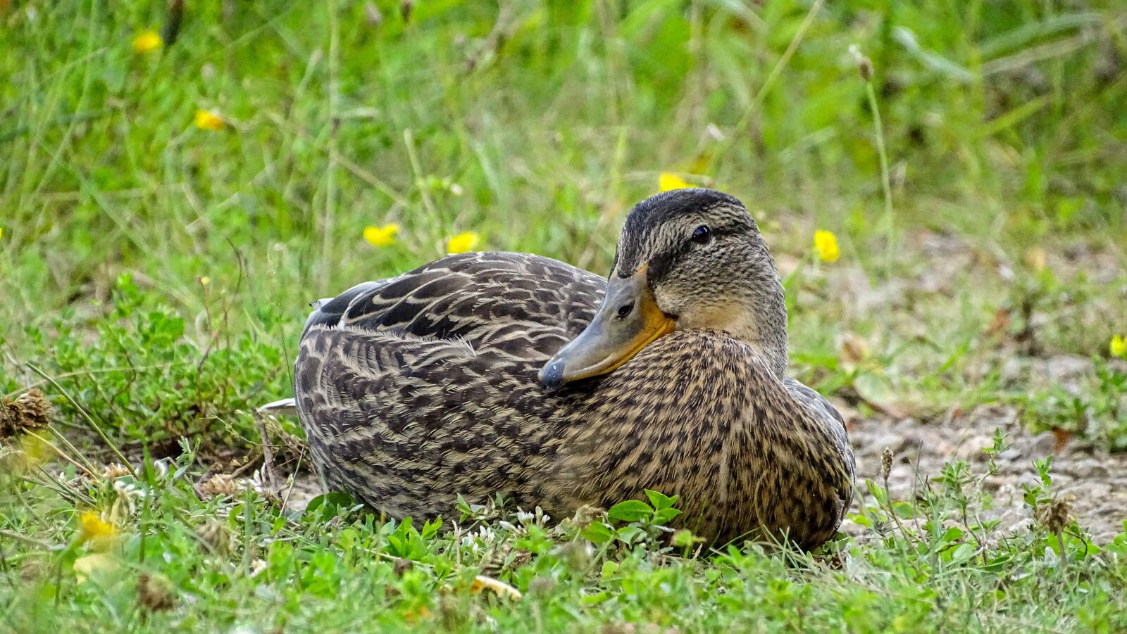 Sony Cyber-shot DSC-HX350 sample photo. Duck, beast, waterfowl photography