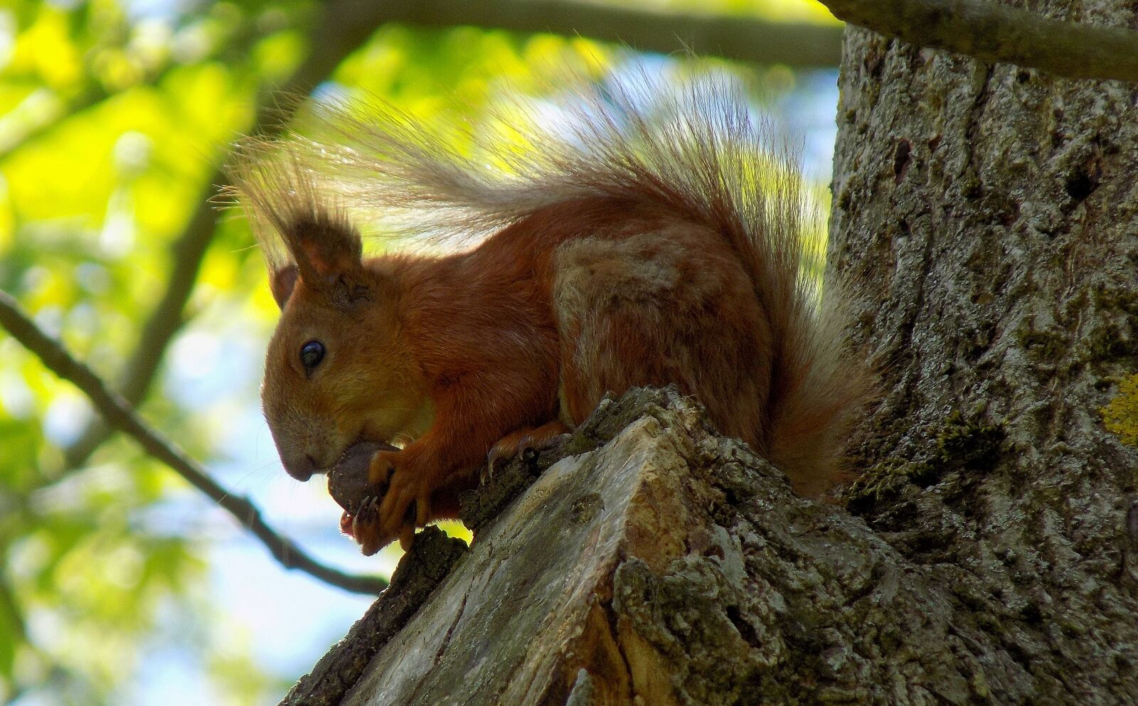 Nikon COOLPIX L330 sample photo. Squirrel, walnut, tree photography