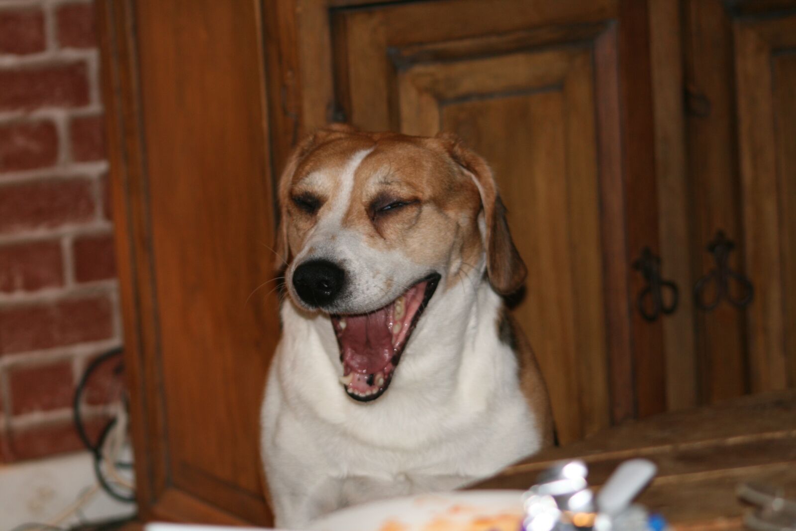 Canon EOS 400D (EOS Digital Rebel XTi / EOS Kiss Digital X) sample photo. Dog, beagle, mouth open photography