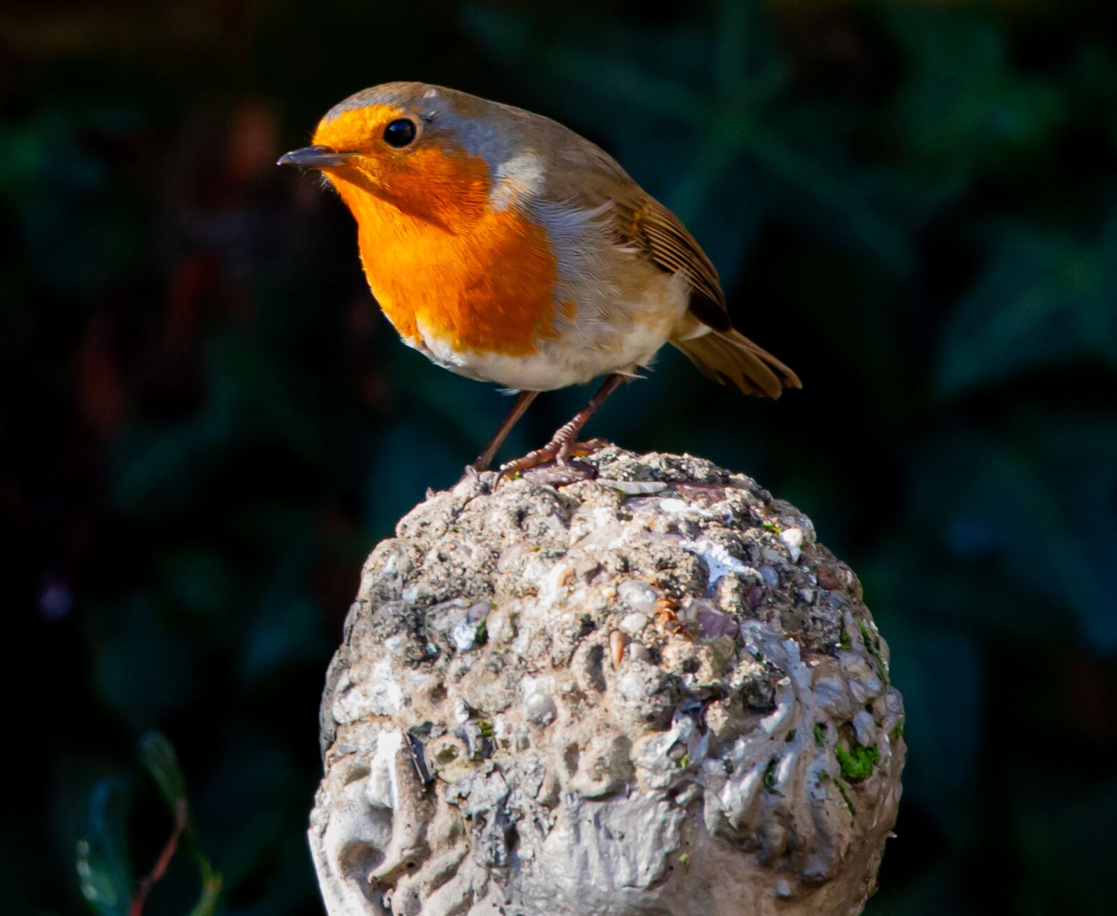 150-600mm F5-6.3 DG OS HSM | Contemporary 015 sample photo. Robin redbreast perched on photography