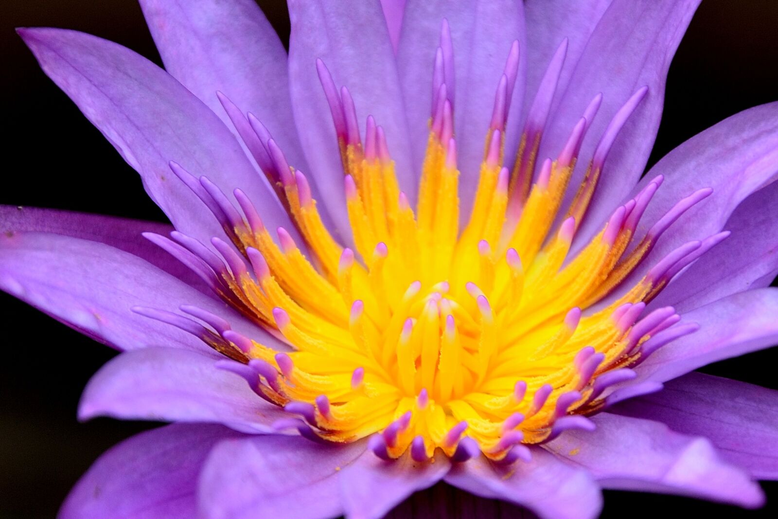 Nikon D3100 sample photo. Lotus, waterlily, teratai photography