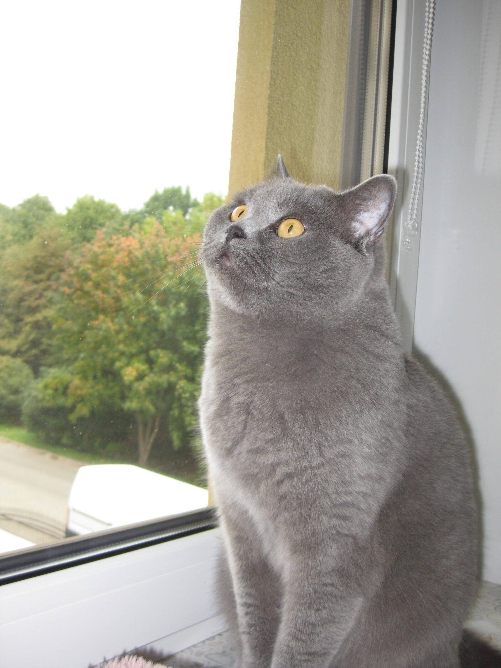 Canon PowerShot SD790 IS (Digital IXUS 90 IS / IXY Digital 95 IS) sample photo