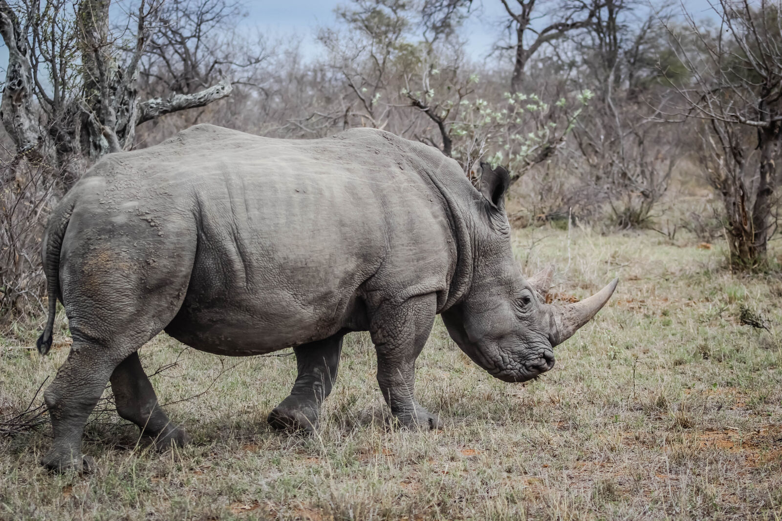 Canon EOS 60D + Canon EF 70-200mm F2.8L USM sample photo. Africa, rhino, rhinoceros, safari photography