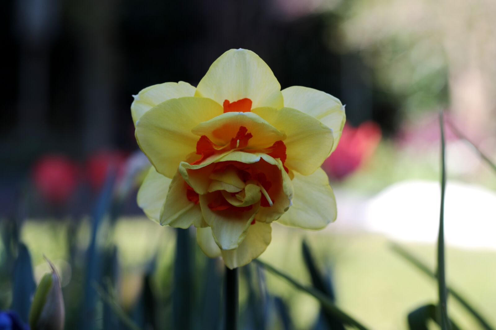 Canon EOS 7D Mark II sample photo. Narcissus tahiti, double daffodil photography