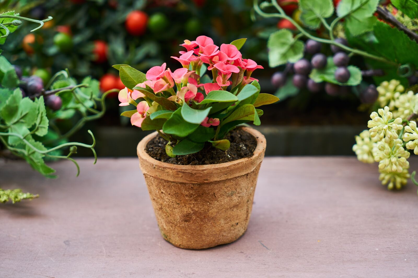 Sony a7R II sample photo. Flower, flowerpot, nature photography