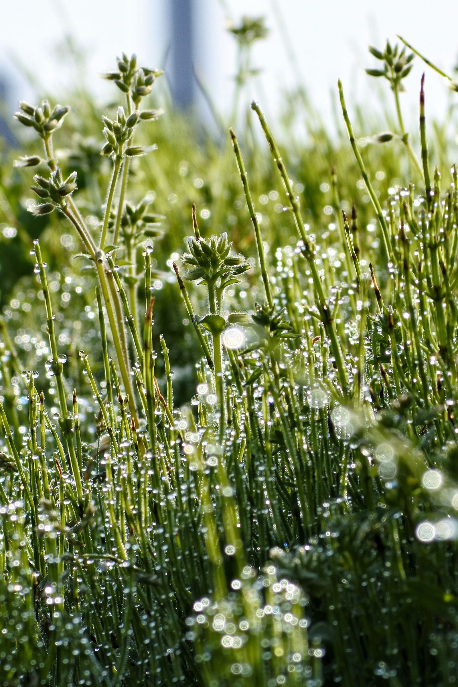 Nikon 1 J5 + VR 55-200mm f/4-5.6G sample photo. Natural, landscape, plant photography