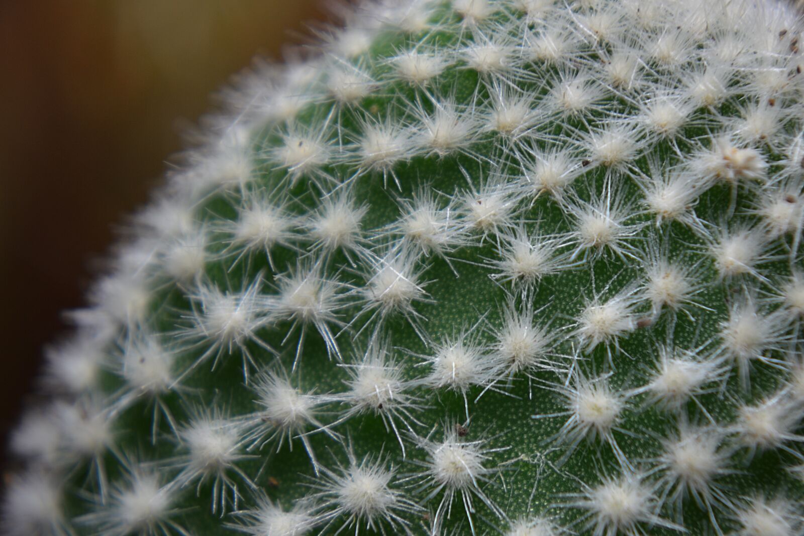 Nikon D3200 sample photo. Green, cactus, plant photography