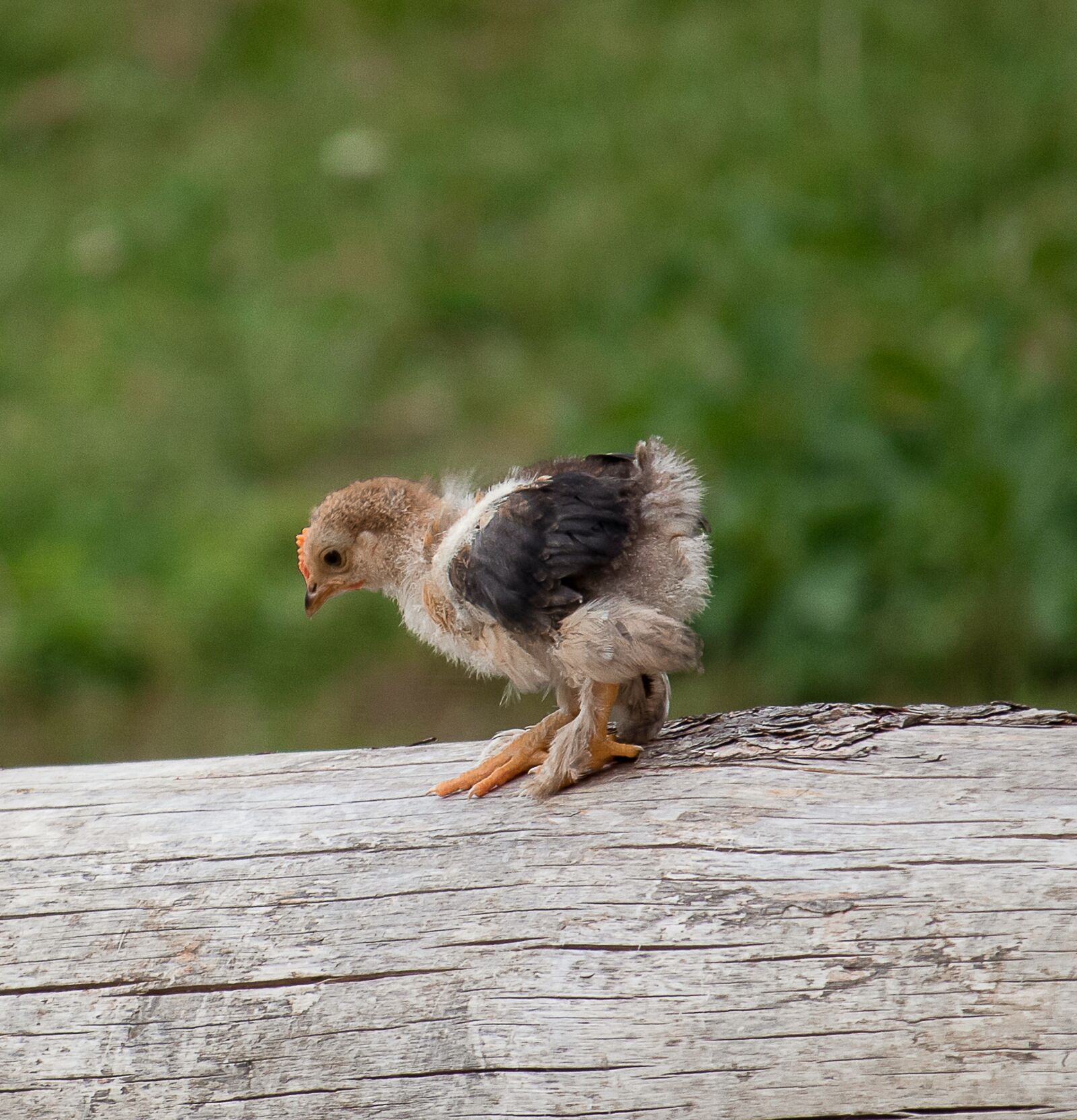 Canon EF-S 55-250mm F4-5.6 IS STM sample photo. Chicks, chicken, bird photography