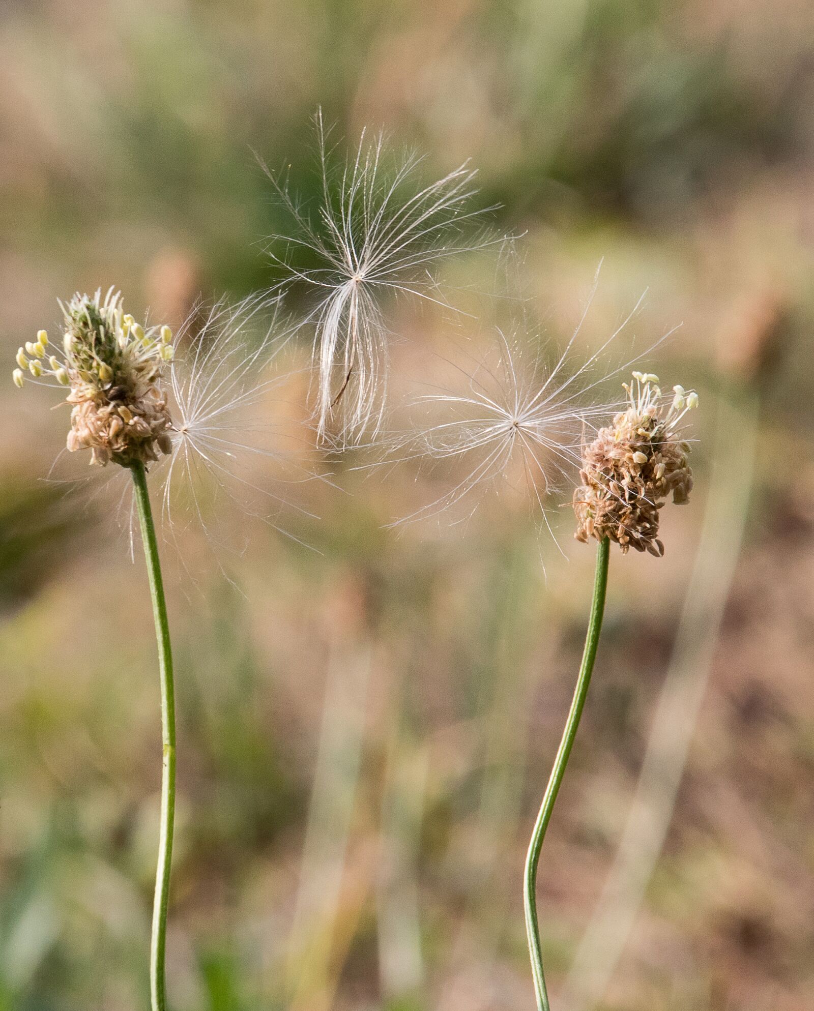 Canon EF-S 55-250mm F4-5.6 IS STM sample photo. Plant, seeds, nature photography