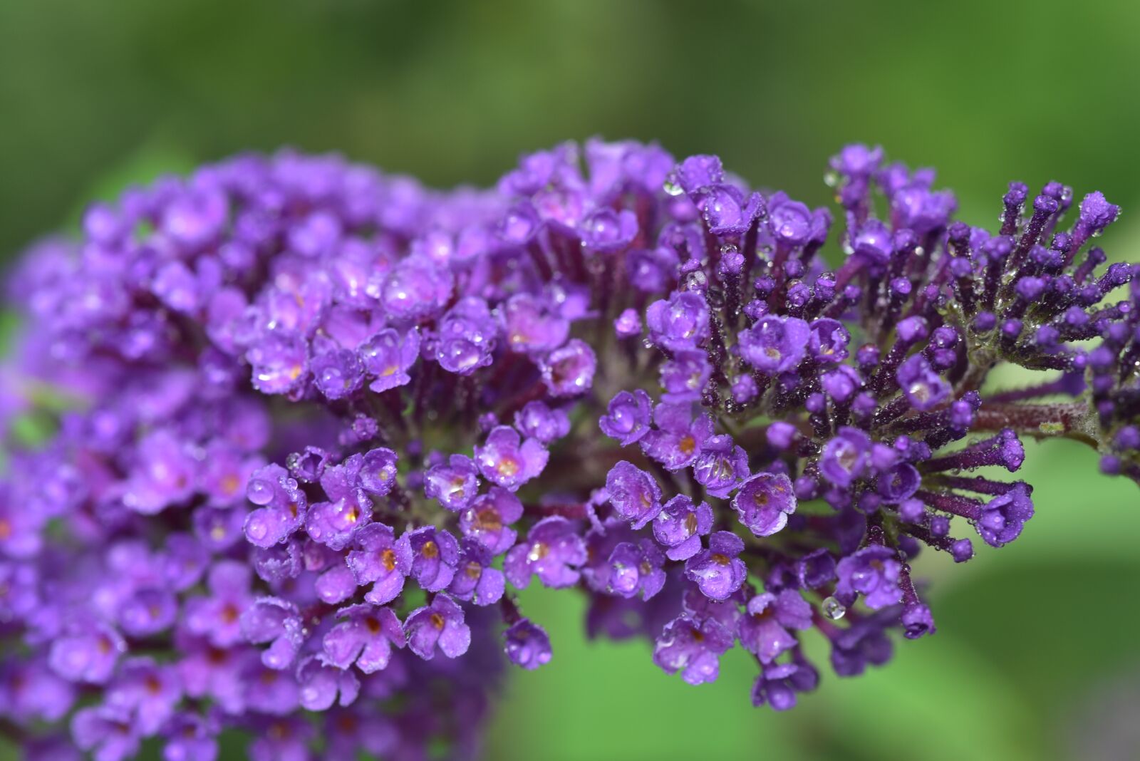 Nikon D750 sample photo. Lilac, close up, nature photography
