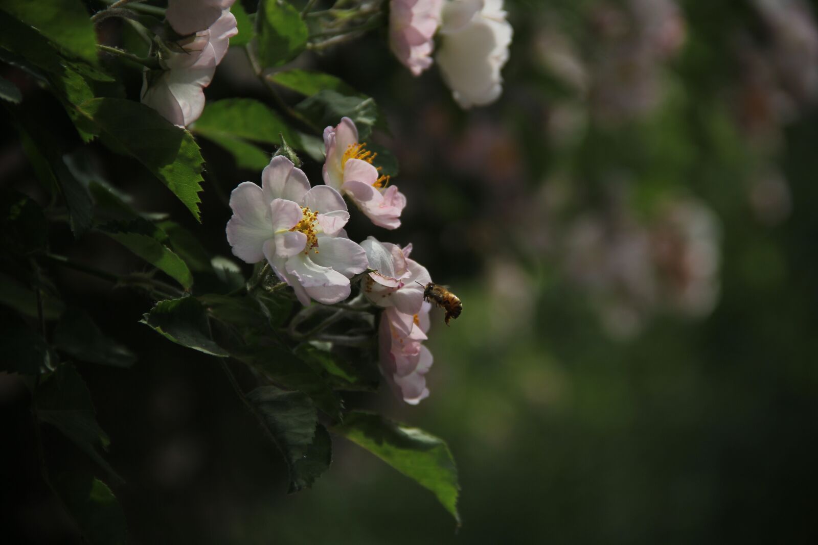 Canon EF-S 18-135mm F3.5-5.6 IS sample photo. Dough rose, the original photography
