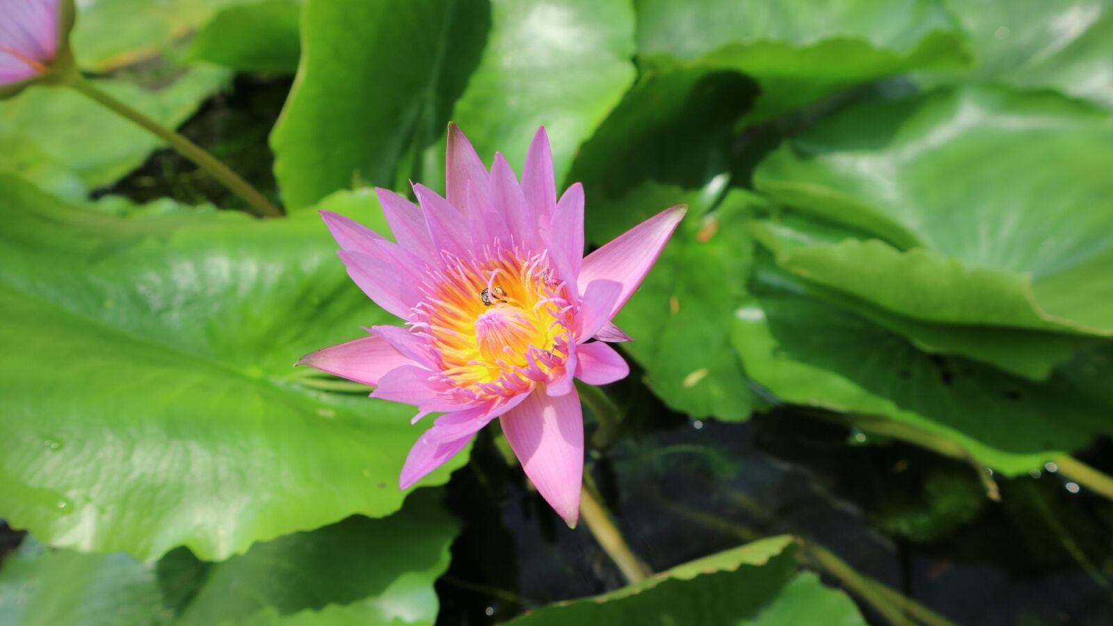 Canon EOS M3 + Canon EF-M 15-45mm F3.5-6.3 IS STM sample photo. Lotus, green, blossom photography