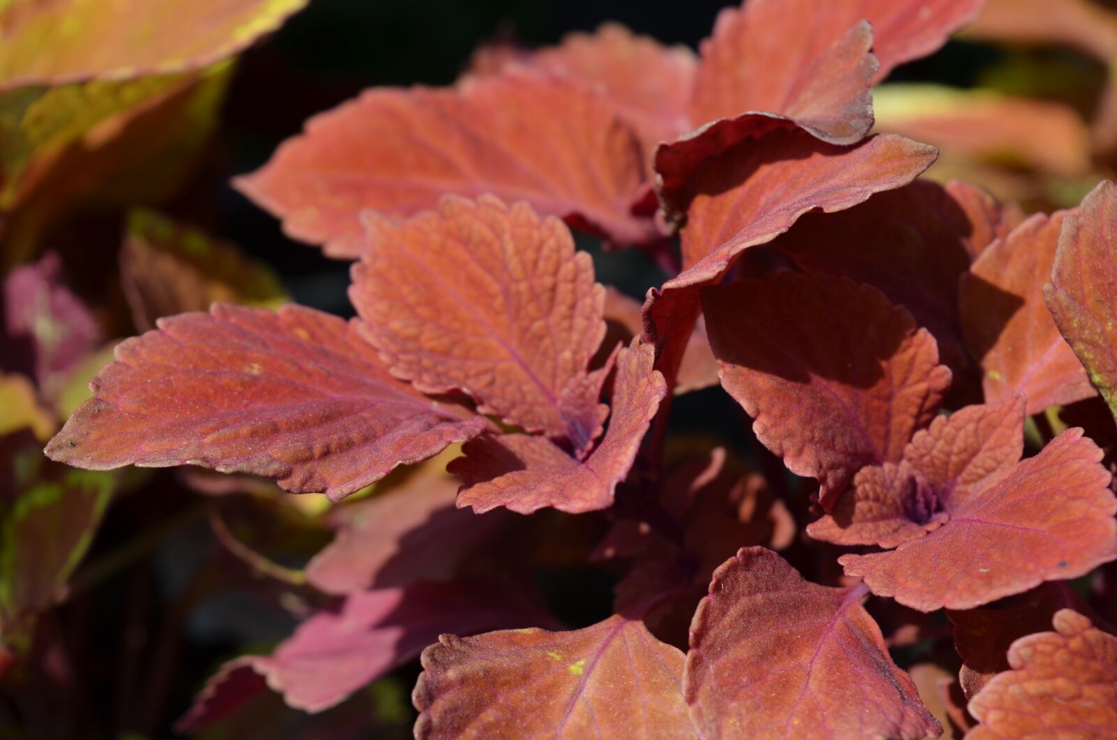 Nikon D7000 sample photo. Plant, nature, garden photography