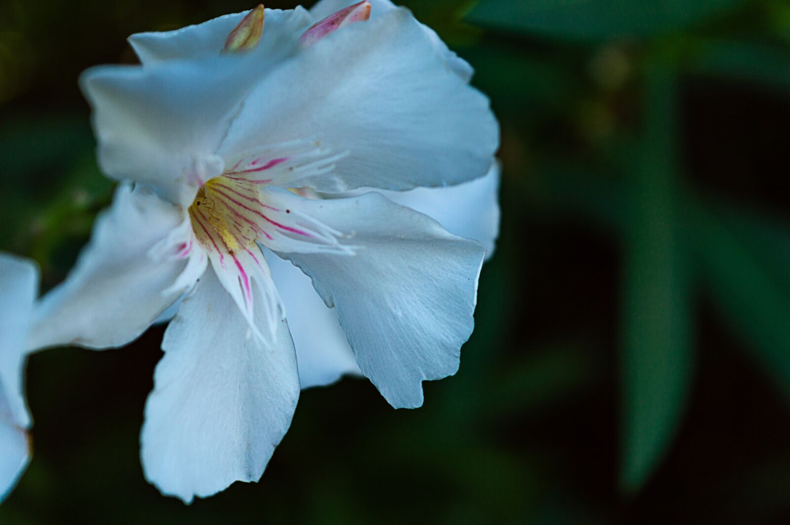 Nikon D3200 sample photo. Oleander, flowers, white photography