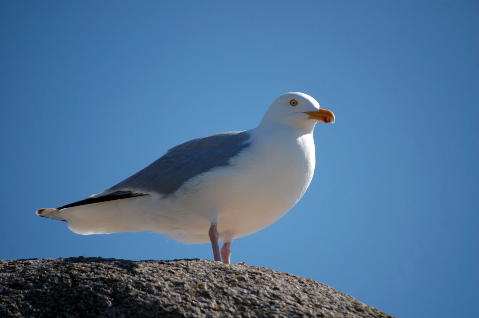 Nikon D40 sample photo. Bird, sea, seagull photography