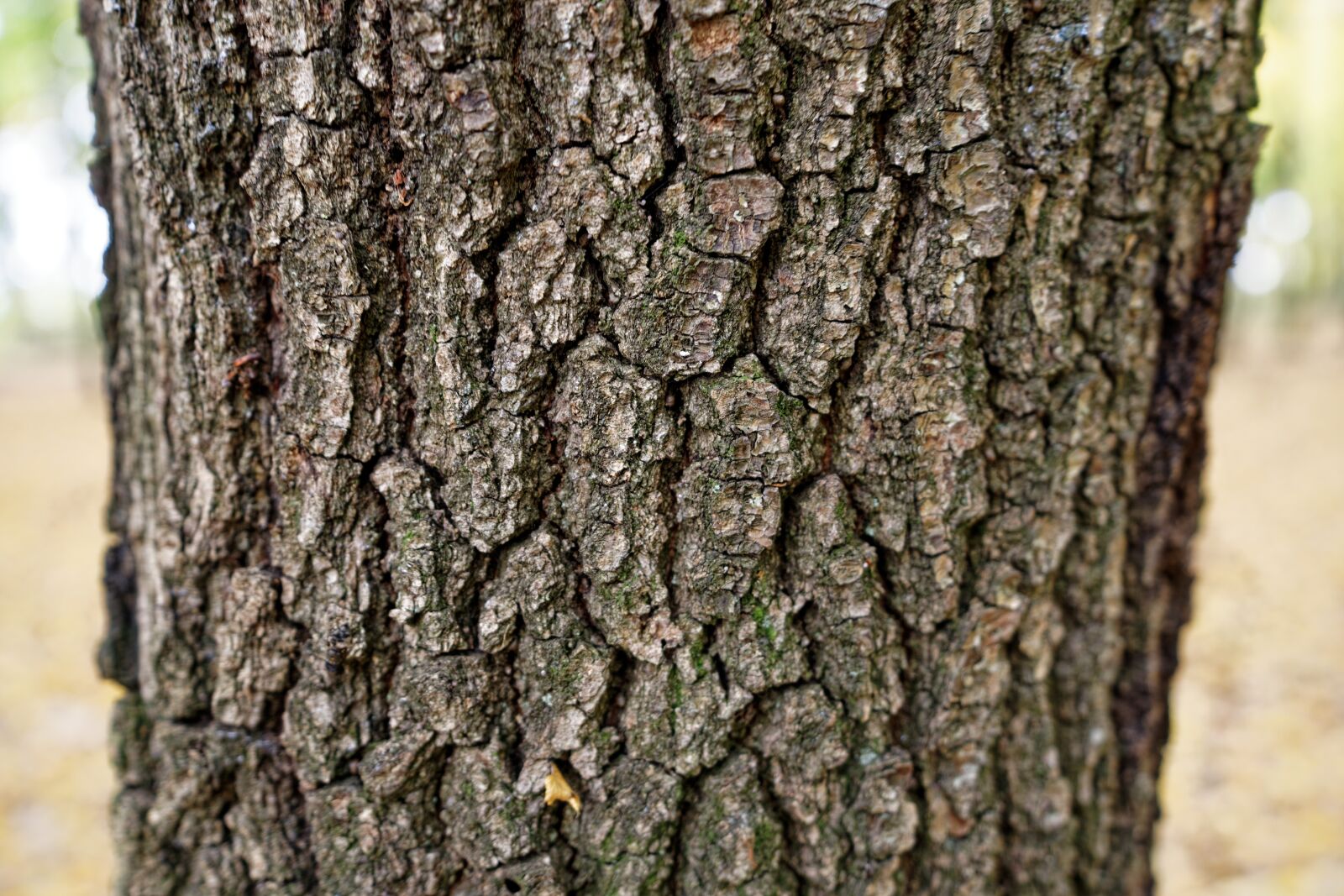 Sony a7R II sample photo. Tree texture, nature, wood photography
