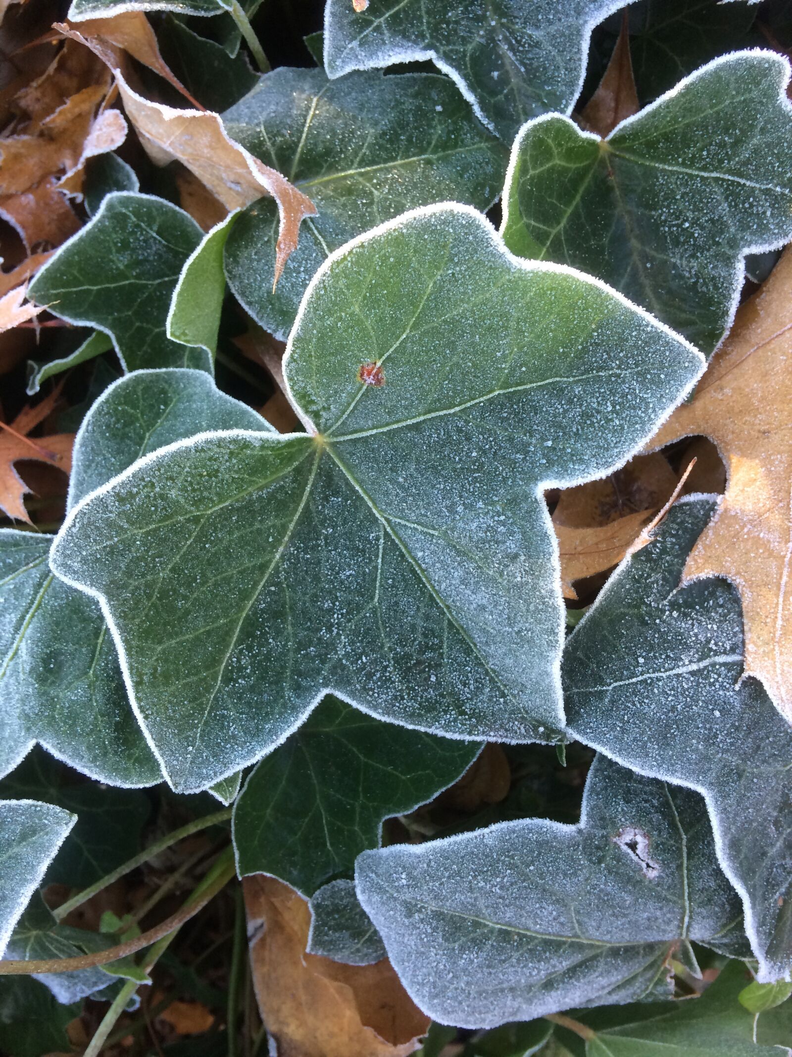 iPhone 5s back camera 4.15mm f/2.2 sample photo. Leaf, plant, nature photography