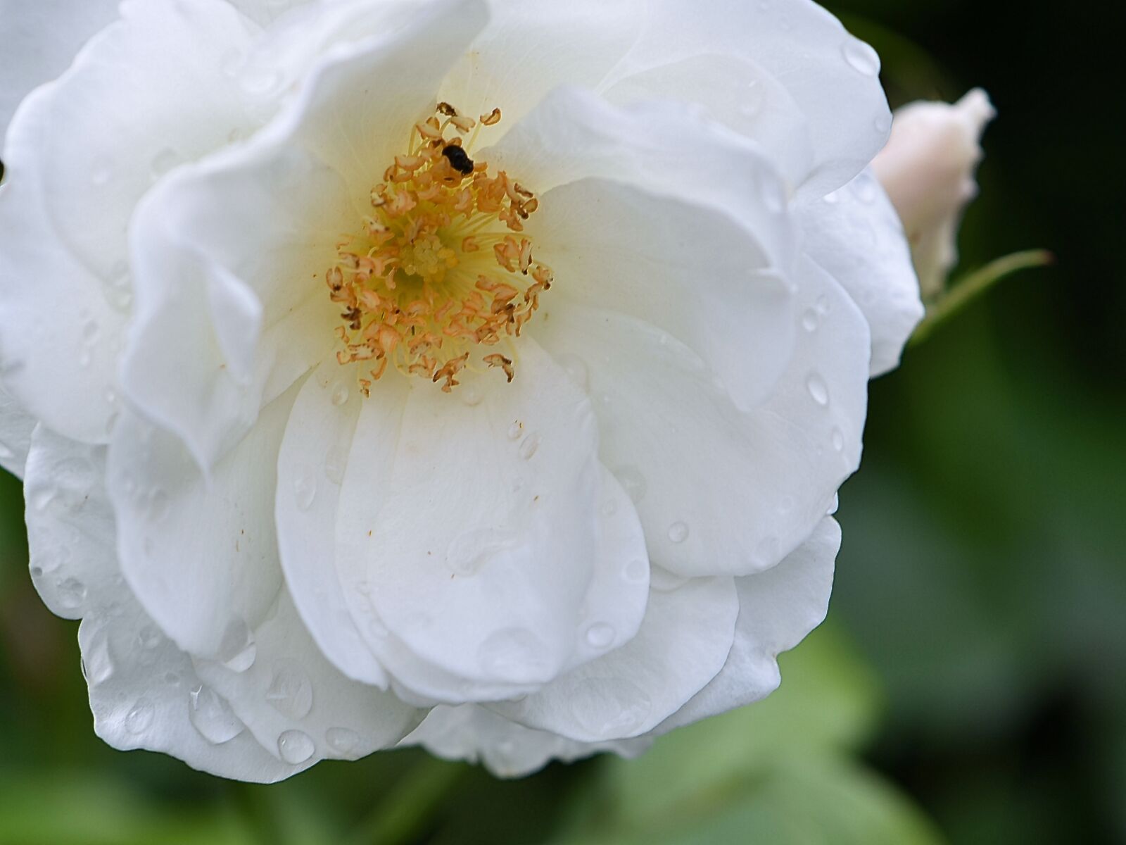 Nikon D5600 sample photo. Rose, blossom, bloom photography