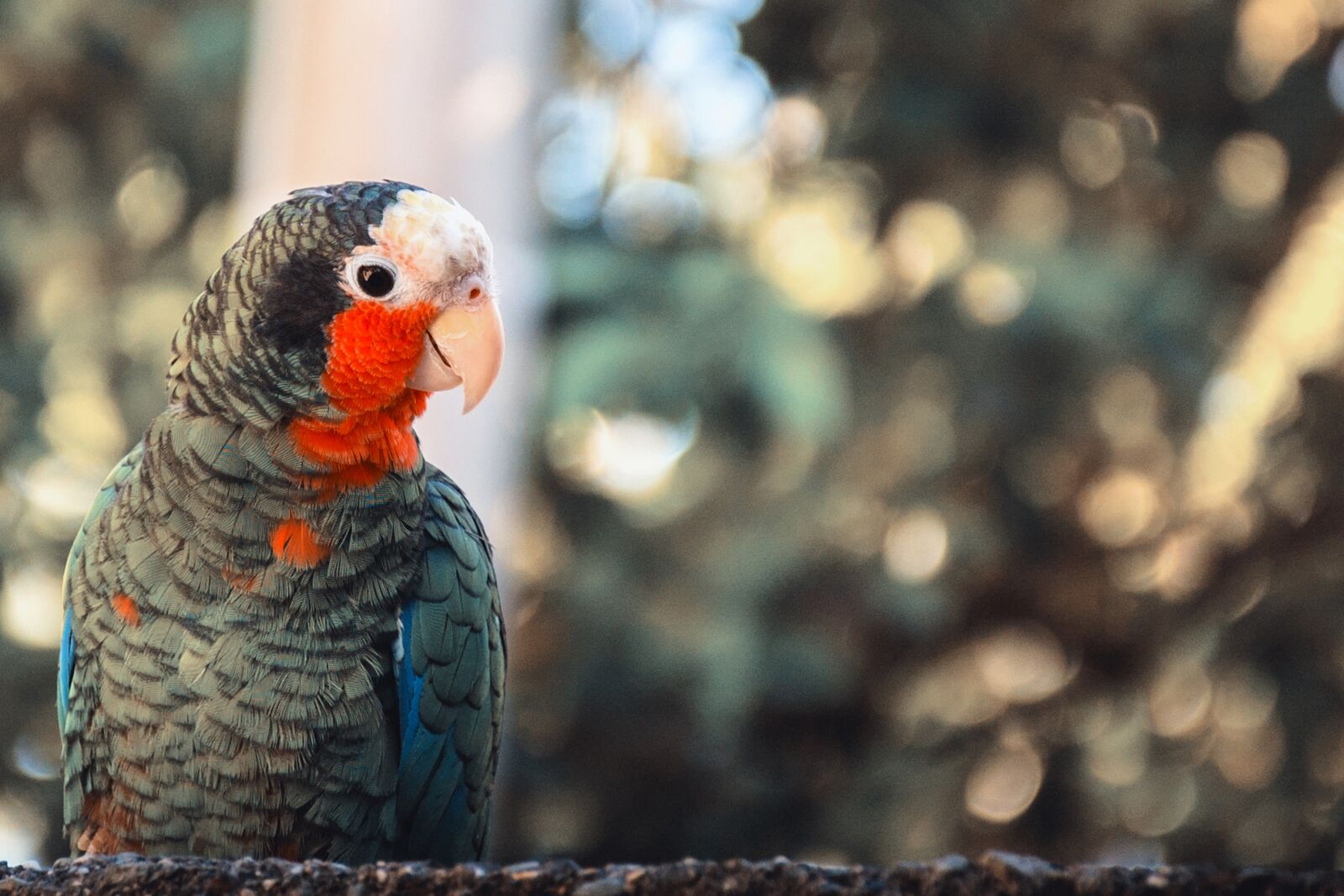 Nikon D70s sample photo. Parrot, color, colorful photography
