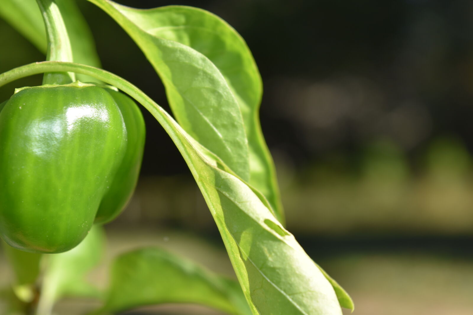 Nikon D5500 sample photo. Bell, pepper photography