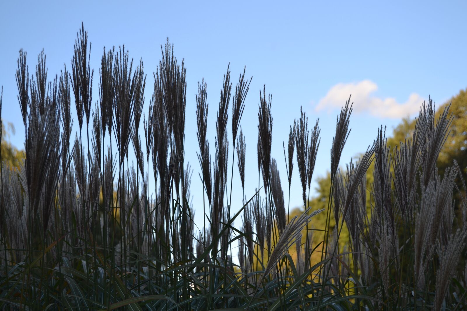 Nikon D3100 sample photo. Reed, grass, plant photography