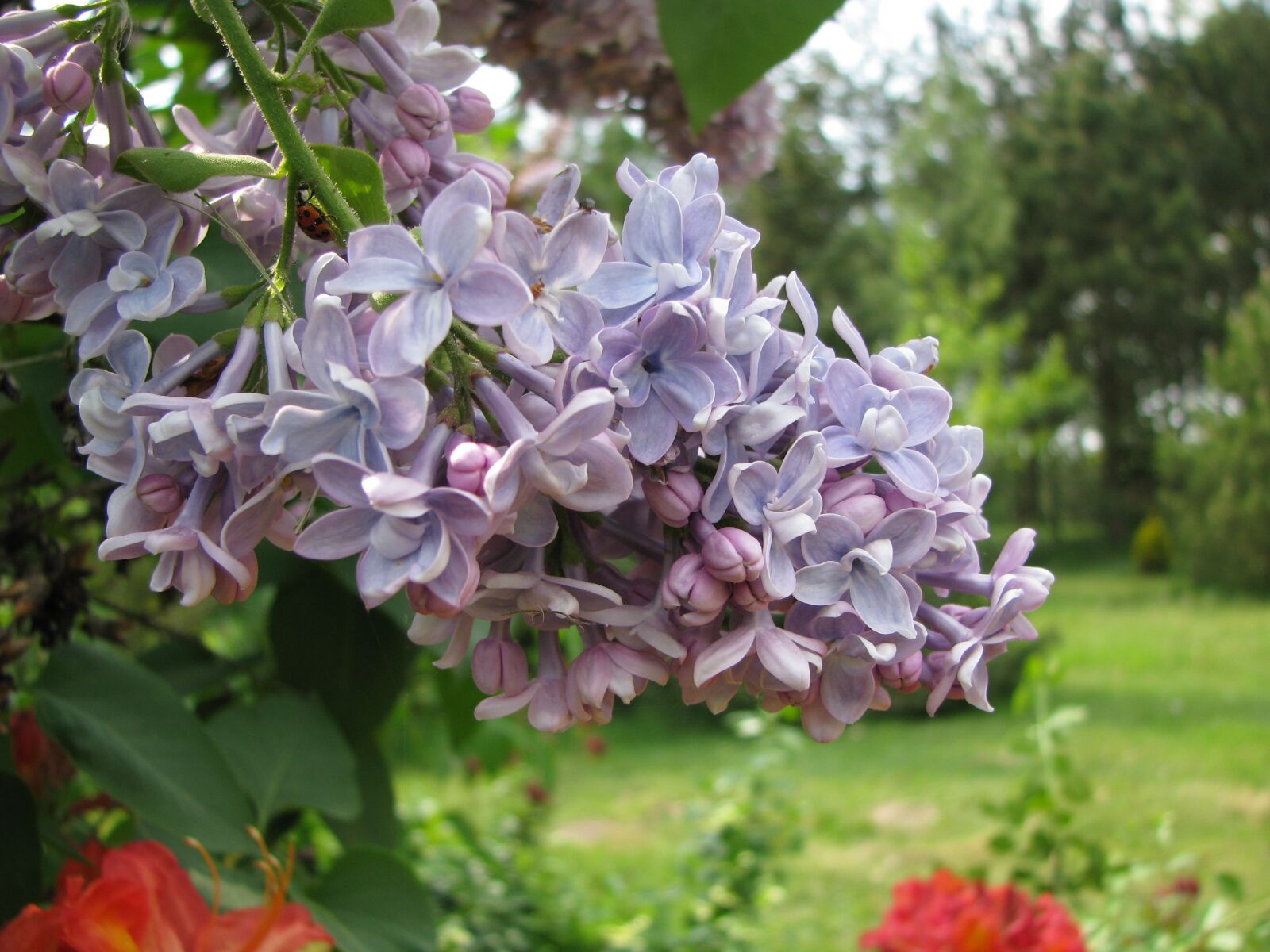 Canon POWERSHOT S5 IS sample photo. Flower, garden, plant photography