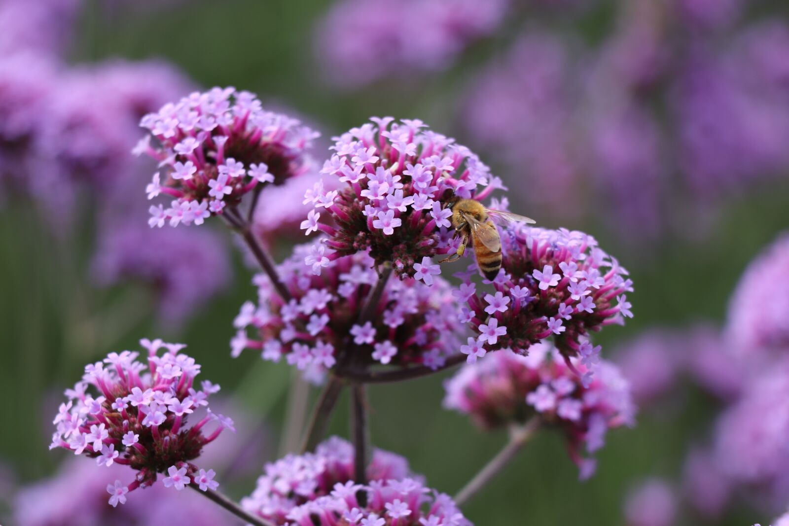 Canon EF-S 18-135mm F3.5-5.6 IS USM sample photo. Bee, flower, vanilla photography