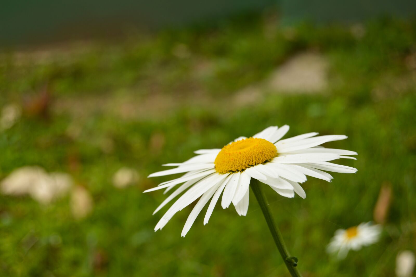 Nikon D3200 sample photo. Flower, white, forest photography