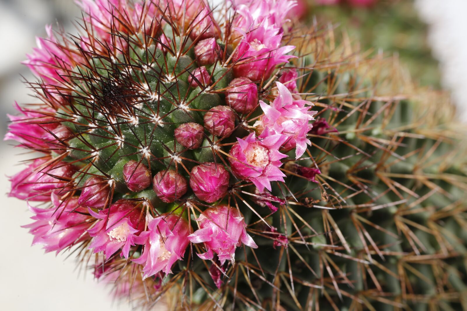 Canon EF 100mm F2.8L Macro IS USM sample photo. Cactus, blossom, bloom photography