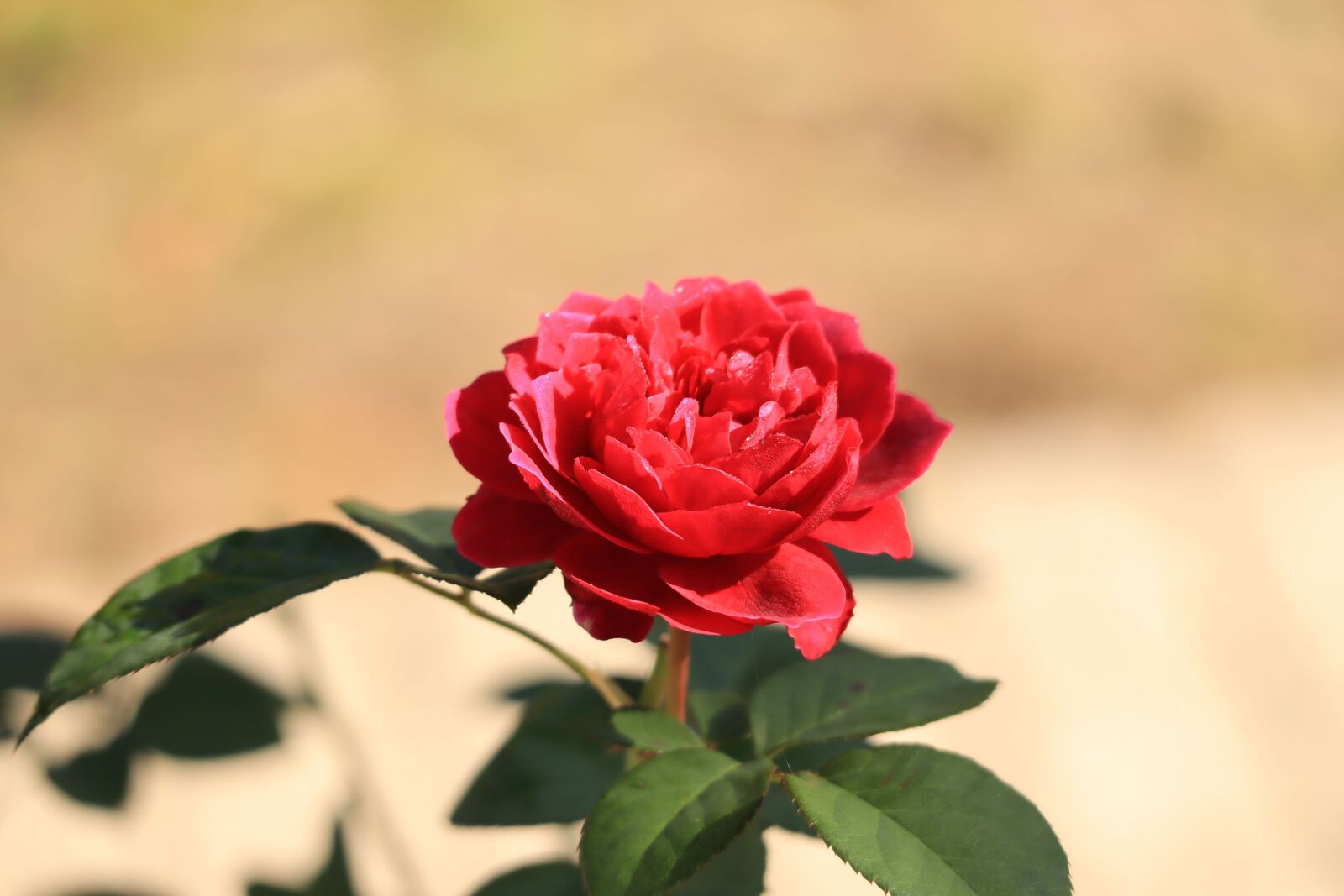 Canon EOS M50 (EOS Kiss M) sample photo. Flowers, rose, petal photography