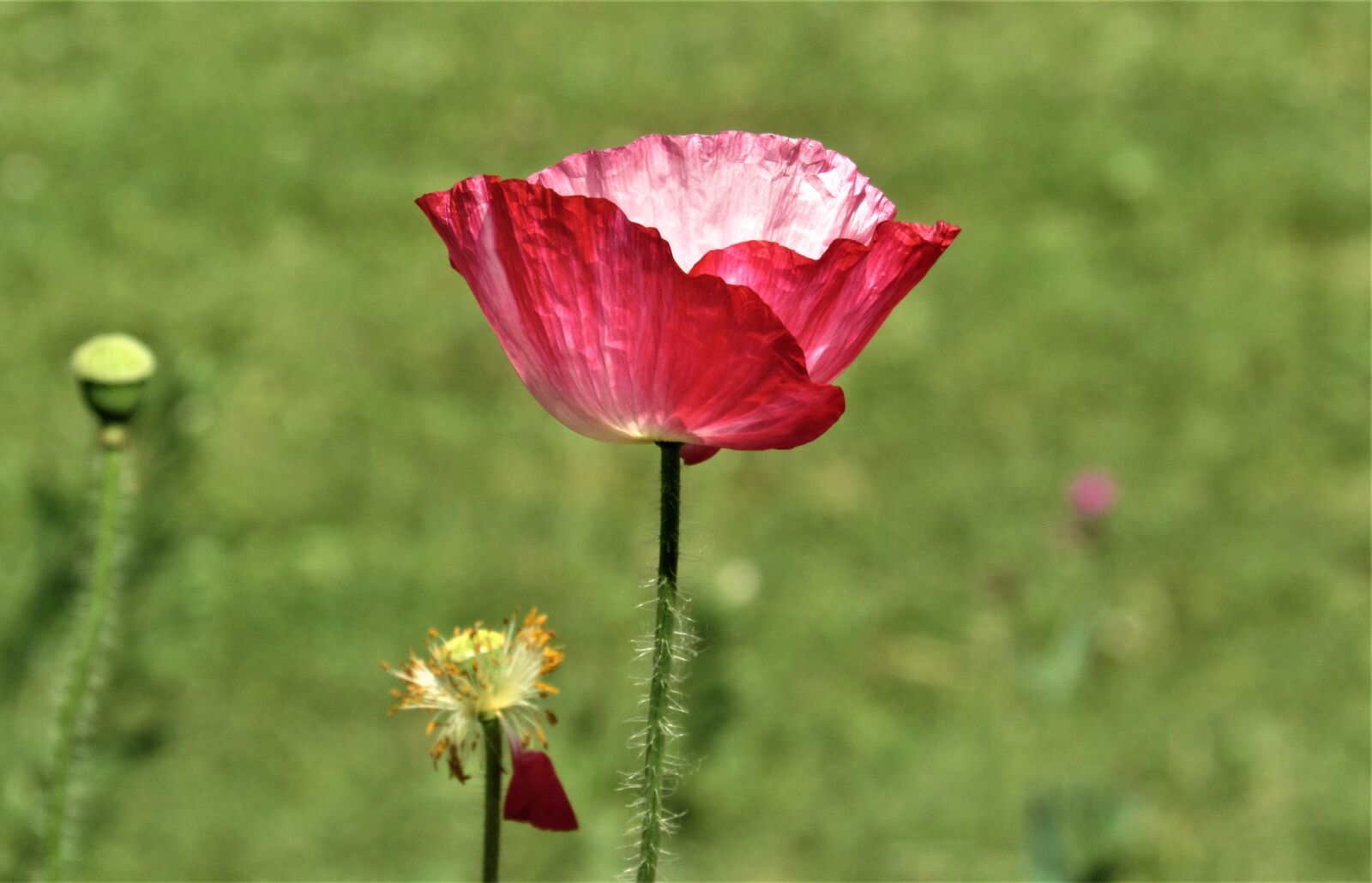 Canon PowerShot SX530 HS sample photo. Flower, tulip, petals photography