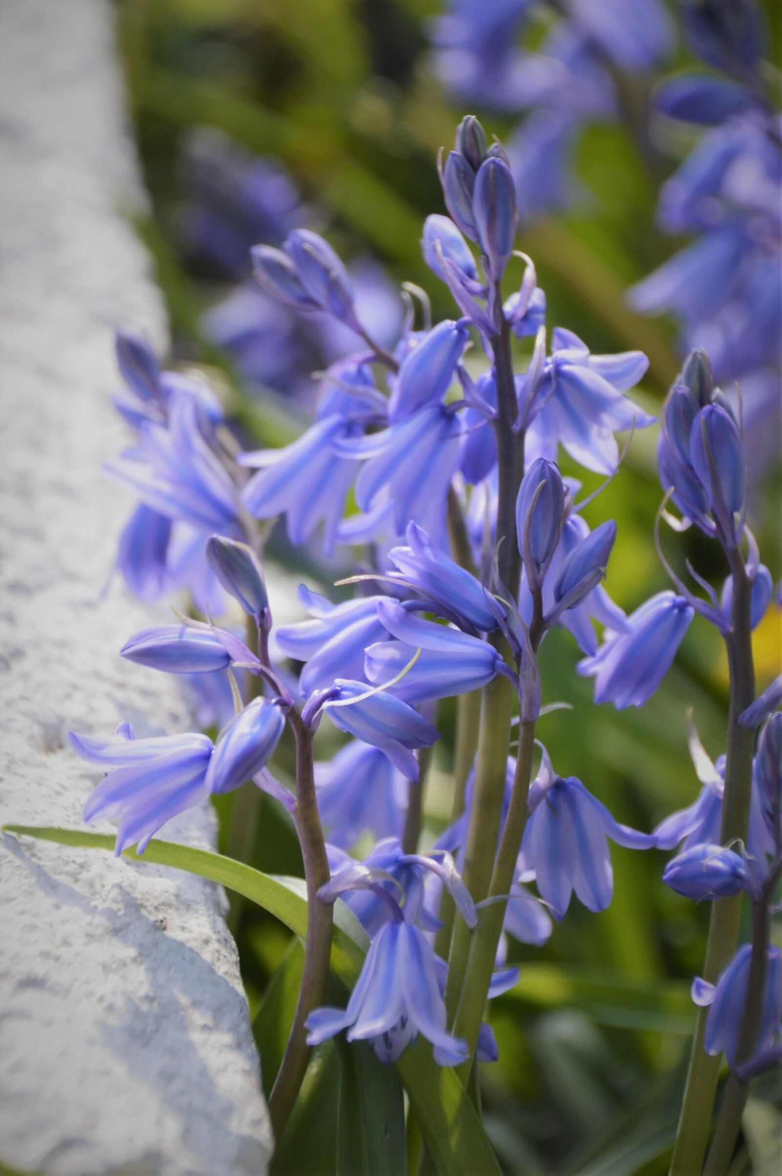 Nikon D3200 sample photo. Hello, hyacinth, violet photography