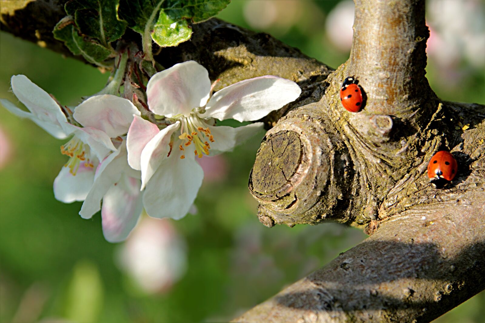 Canon EOS 550D (EOS Rebel T2i / EOS Kiss X4) sample photo. Nature, tree, apple tree photography