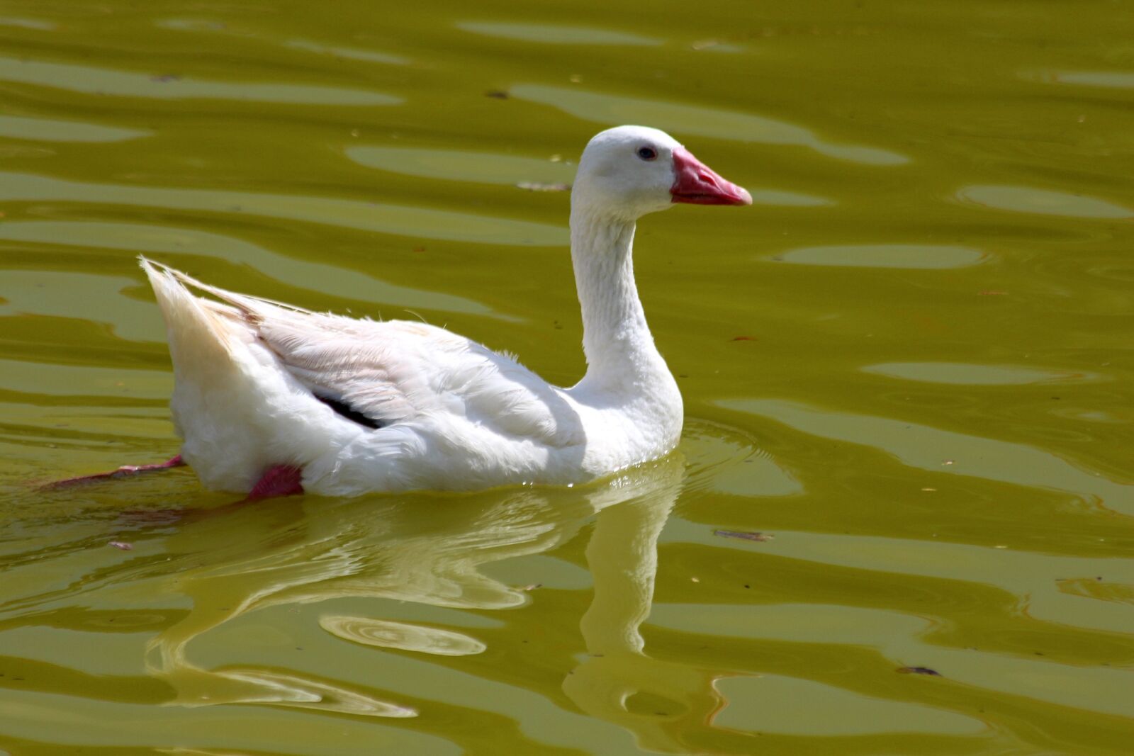 Canon EOS 650D (EOS Rebel T4i / EOS Kiss X6i) sample photo. Coscoroba, coscoroba coscoroba, bird photography
