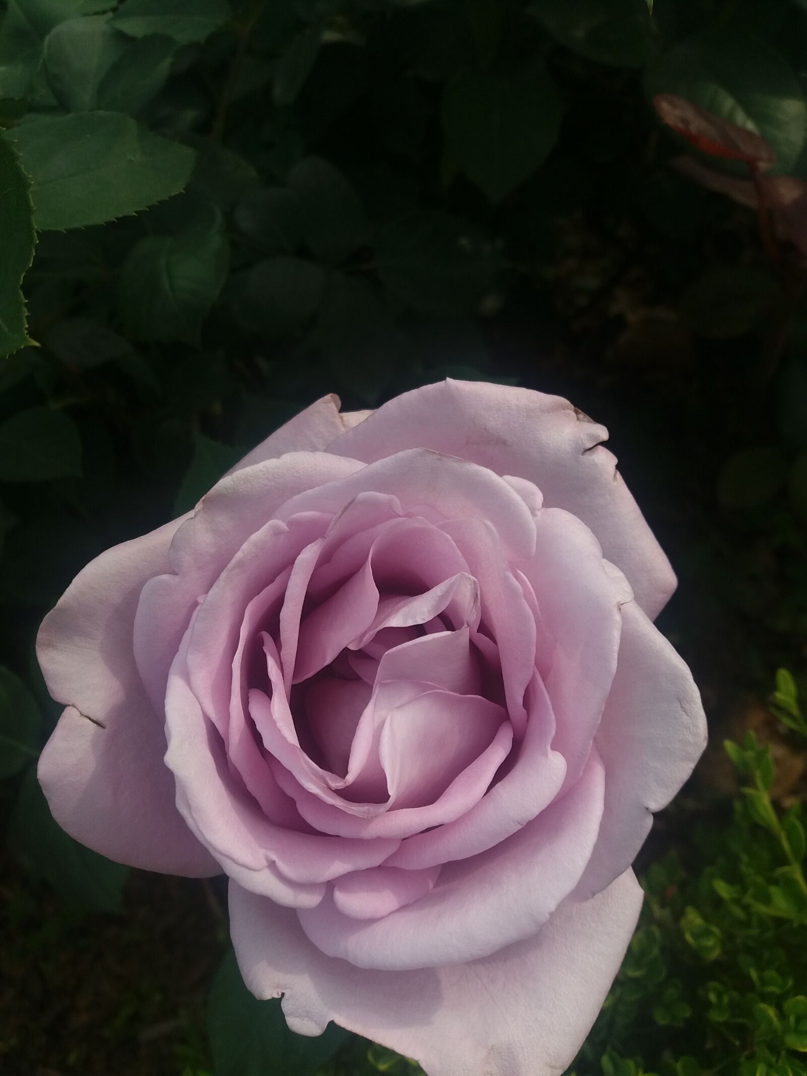 Samsung Galaxy J5(2016) sample photo. Rose, behold, summer photography