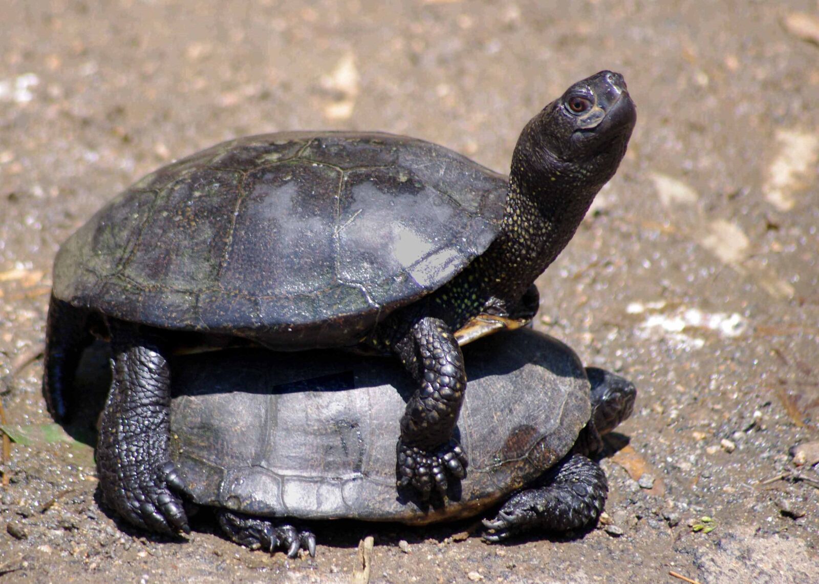 Pentax K-x sample photo. Animals, turtles, panzer photography